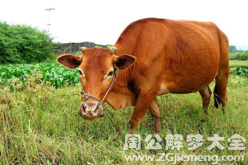 梦见牛大便