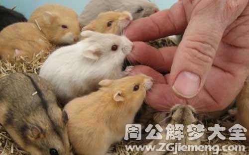 梦见老鼠咬人.jpg